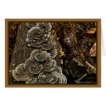 Fungi:Wenn U Liebe Natur: Es gibt überall Schönhei