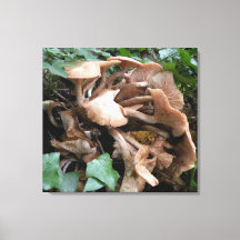 Fungus marches forward