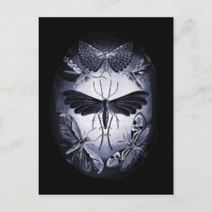 Fungus Moths in Twighlight Postkarte