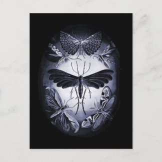 Fungus Moths in Twighlight Postkarte