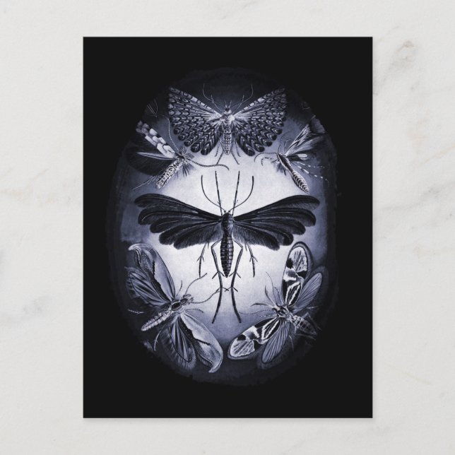 Fungus Moths in Twighlight Postkarte (Vorderseite)