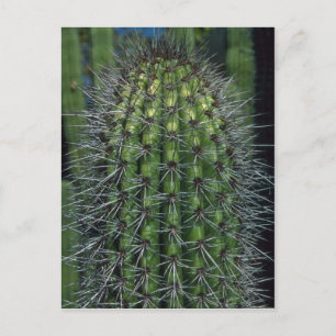 Funkelnde Dornen Postkarte