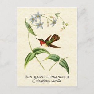 Funkelnder Kolibri Vintage-Kunst Postkarte