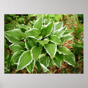 Funkie-Hosta-Pflanzenblätter Poster