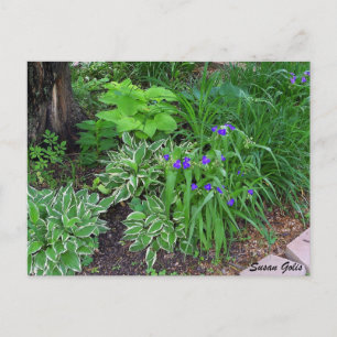 Funkien-Garten mit violetten Blumen Postkarte