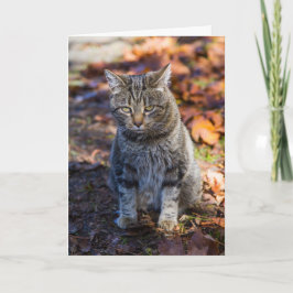 Funky Cat Faltenkarte Karte