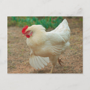 Funky Chicken Hen Hy Line Silver Brown Postkarte