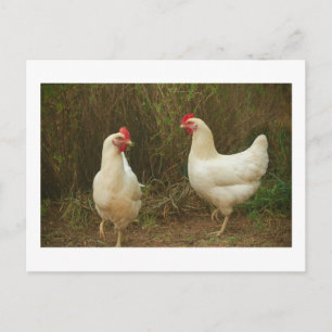 Funky Chicken Hen Hy Line Silver Brown Postkarte