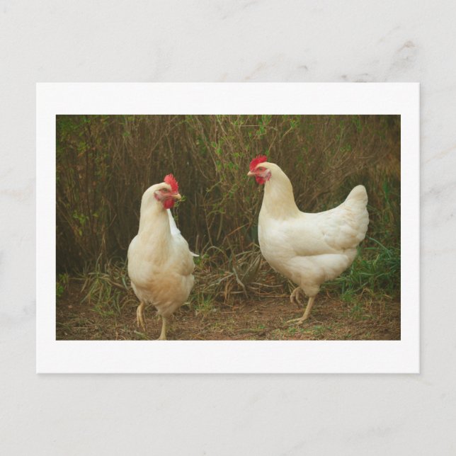 Funky Chicken Hen Hy Line Silver Brown Postkarte (Vorderseite)