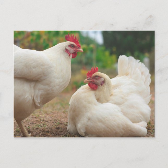 Funky Chicken Hen Hy Line Silver Brown Postkarte (Vorderseite)