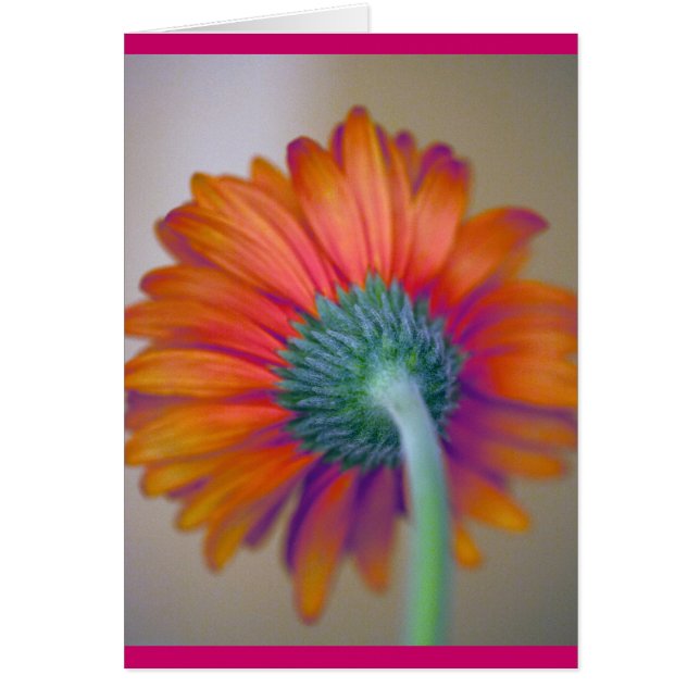 Funky Gerbera (Vorne)