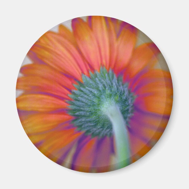 Funky Gerbera Magnet (Vorne)