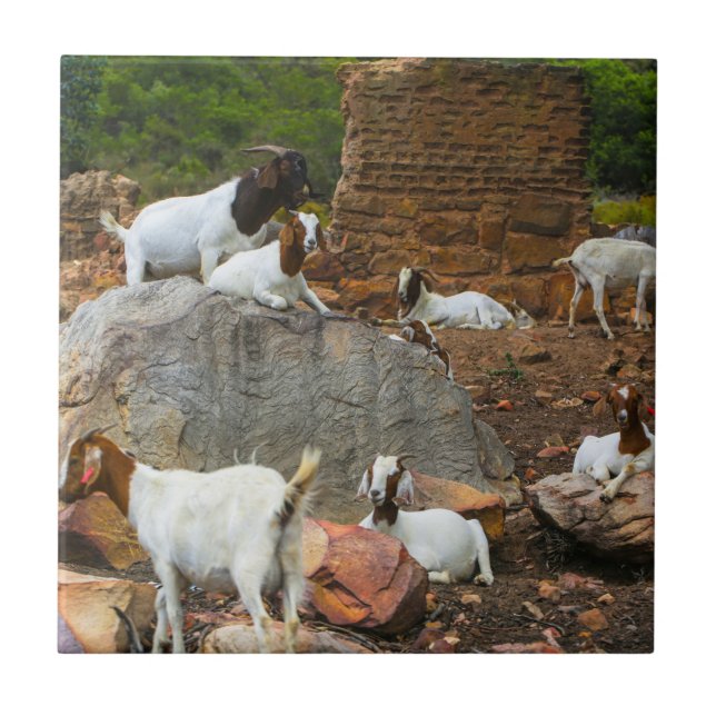 Funky Goats Ginger White Stehend Walking Fliese (Vorderseite)