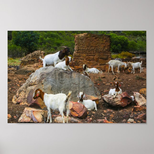 Funky Goats Ginger White Stehend Walking Poster (Vorne)