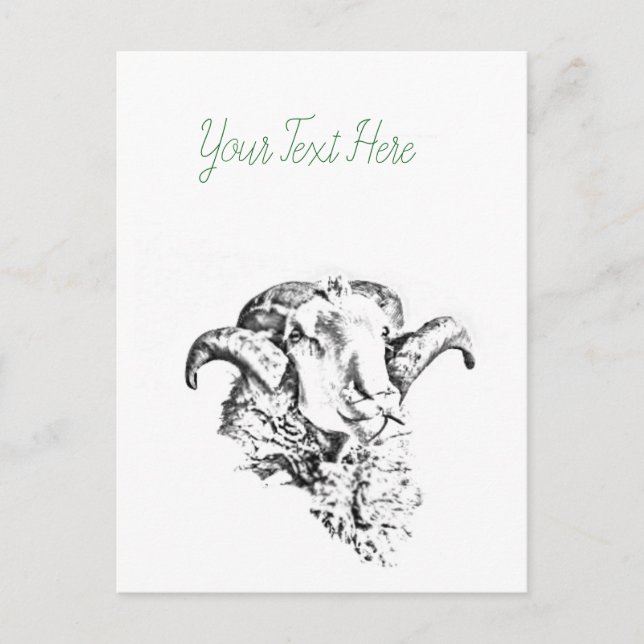 Funky Niedlich Sheep Ram Postkarte (Vorderseite)