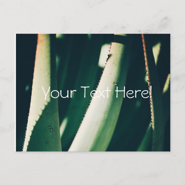 Funky Pale Green Aloe Pflanze Postcard Postkarte (Vorderseite)