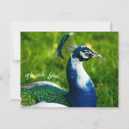 Funky Peacock Flat Danke Karte