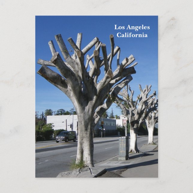 Funky Tree Los Angeles Postcard! Postkarte (Vorderseite)