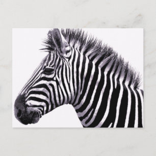 Funky Zebra Postcard Postkarte