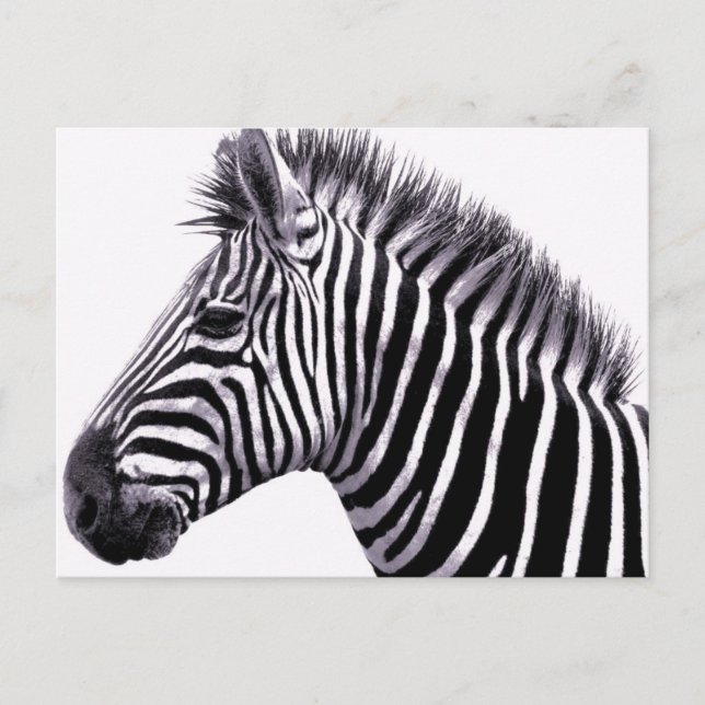 Funky Zebra Postcard Postkarte (Vorderseite)