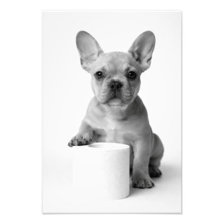 Funny Aesthetic French Bulldog Toilet Paper Photo Fotodruck