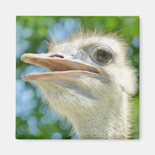 Funny African Ostrich Portrait Foto Magnet