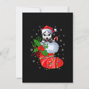 Funny Alaskan Malamute Dog in Weihnachtssocken San Einladung