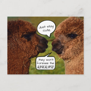 Funny Alpaca Alpacalypse Schemata Postkarte