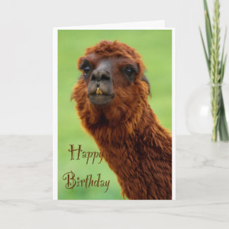 Funny Alpaca Geburtstagskarte Karte