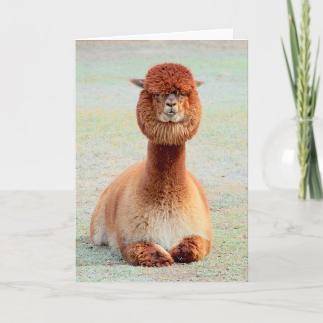 Funny Alpaca Grußkarte Karte (Vorderseite)