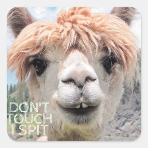 Funny Alpaca Llama Don't Touch I Spit Quadratischer Aufkleber