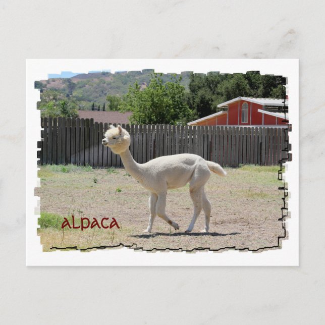 Funny Alpaca Postcard Postkarte (Vorderseite)