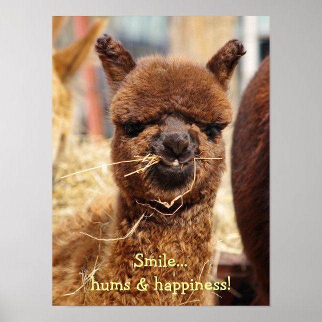 Funny Alpaca Poster (Vorne)