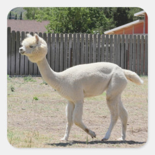 Funny Alpaca Sticker