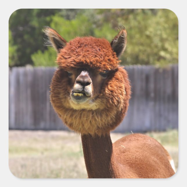 Funny Alpaca Sticker (Vorderseite)