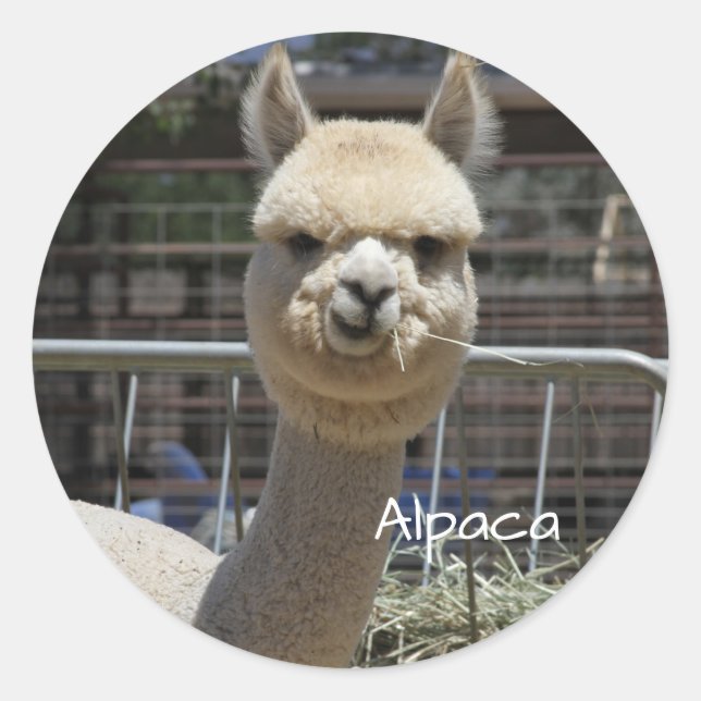 Funny Alpaca Sticker (Vorderseite)