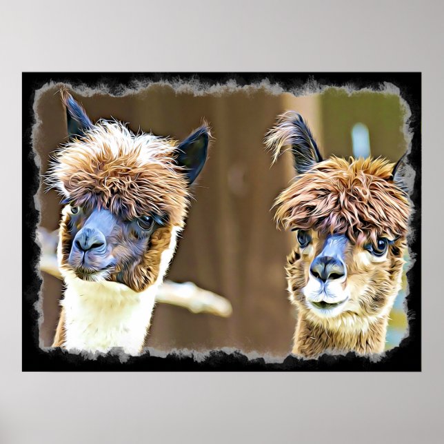 Funny Alpacas Poster (Vorne)