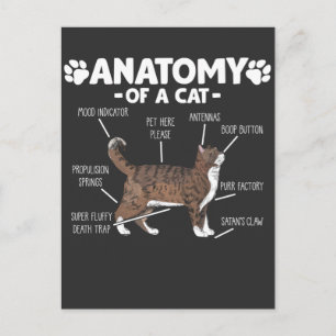 Funny Anatomy a Cat Niedlich Kitty Lover Pet Besit Postkarte