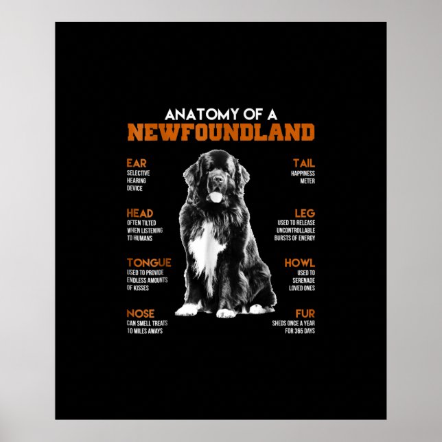 Funny Anatomy of a Newfundland Hunde Poster (Vorne)
