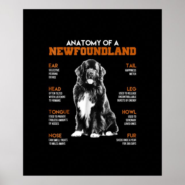 Funny Anatomy of a Newfundland Hunde Poster (Vorne)
