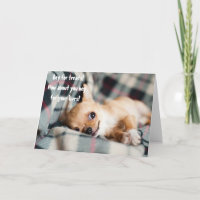 Funny Angry Chihuahua Beg für das Leben Gruß