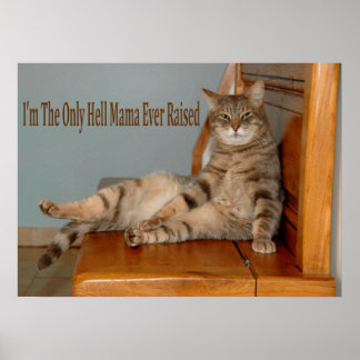 Funny Animal Memes Cat Memes Humore Fotos Poster