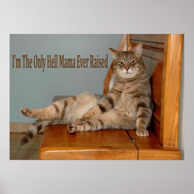 Funny Animal Memes Cat Memes Humore Fotos Poster (Vorne)