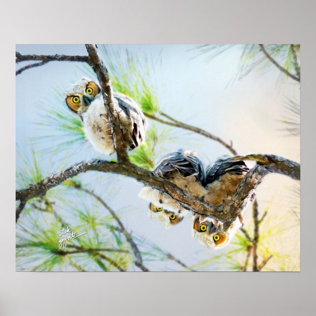 Funny Baby Great Horned Owls Wilder Wilde Wilhelm  Poster (Vorne)