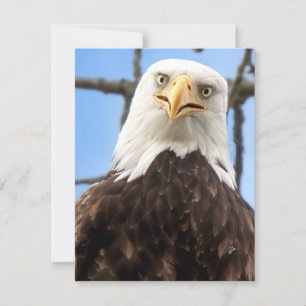 Funny Bald Eagle Face Wildlife Fotografy Blank