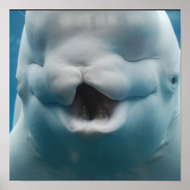 Funny Beluga Whale Poster (Vorne)