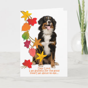 Funny Bernese Hund Erntedank Card Feiertagskarte
