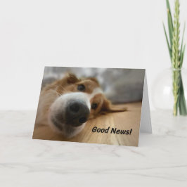 Funny Bernese Mountain Hund mit Big Nose Geburtsta Karte