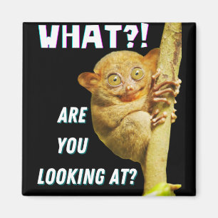 Funny Big Mit Augen Tarsier Was Sie sehen Magnet