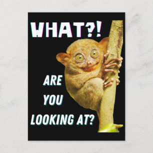 Funny Big Mit Augen Tarsier Was Sie sehen Postkarte